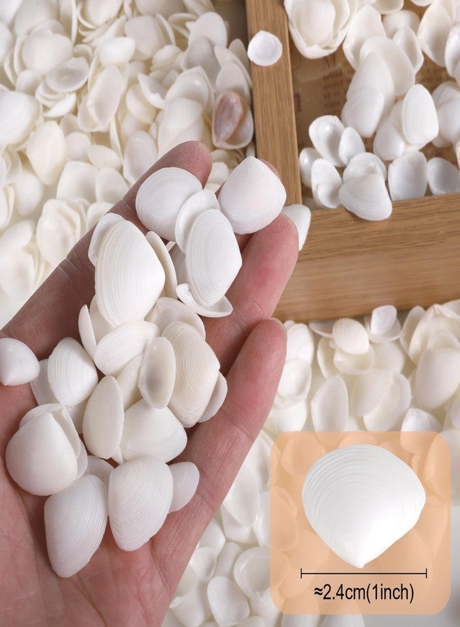 PPCLION 600 Pcs Natural Tiny Small Sea Shells White Clam Shells for DIY Craft, Jewelry Making, Home Decor, Vase Fillers - Image 2